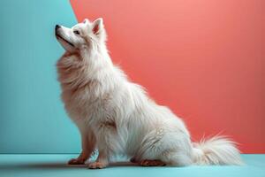 In a world of color, a white spitz's fur shines brightest against soft blue, copy space photo