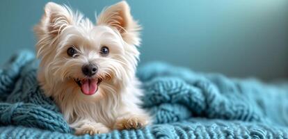 In a world of color, a white spitz's fur shines brightest against soft blue photo