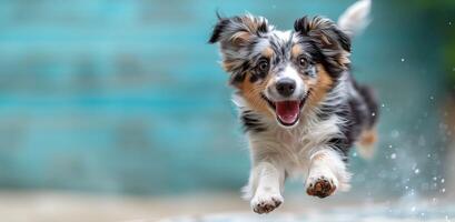 Energetic pup mid-leap, joy in motion, playful spirit captured in a single bound photo