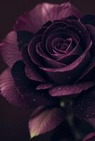 a black rose with purple petals photo