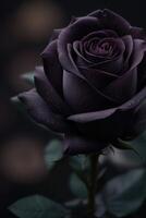 a black rose with purple petals photo