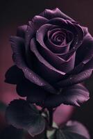 un negro Rosa con púrpura pétalos foto