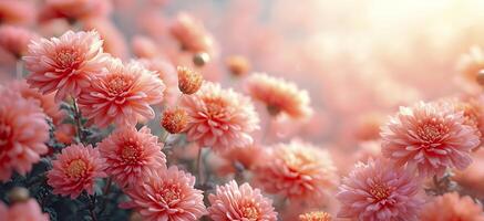 Pink chrysanthemum flowers on sunny background. photo