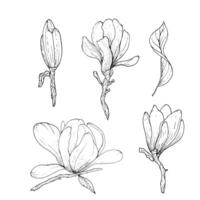 Monochrome flowers and branches of magnolia, hand drawn. Magnolia outline,black and white illustration of magnolia flowers and branches vector