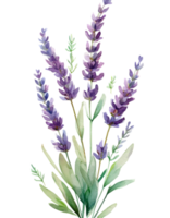 Aquarell Gemälde von schön Lavendel png