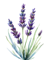 Lavender illustration in watercolor painting style png