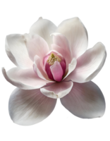 Illustration of beautiful chinese magnolia flower png