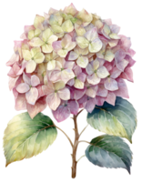 Beautiful watercolor painting of a hydrangea flower png