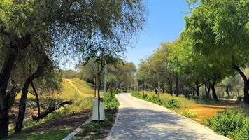 Sidewalk in the park during the daytime video