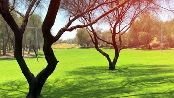 Sidewalk in the park during the daytime video