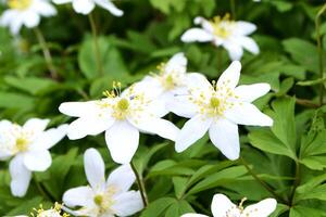 Detail of wood anemones in the forrest with trees and blue sky in the background photo