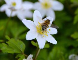 Beautiful of anemone wild flowers in sunlight. photo