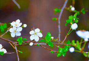 white blooming flowers in a spring garden forest. Slow motion, close-up side view. photo