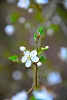 white blooming flowers in a spring garden forest. Slow motion, close-up side view. photo