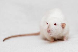 blanco laboratorio rata con rojo ojos, aislado en un blanco antecedentes foto