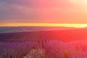 Sun is setting over a beautiful purple lavender filed. photo