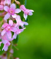 Pink flower bush on a green Background. photo