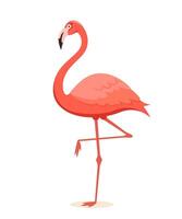 Pink flamingo. Exotic tropical bird character. Isolated wildlife animal. vector