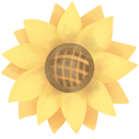 girasol para primavera png