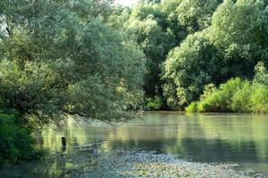 A body of water with trees in the background photo