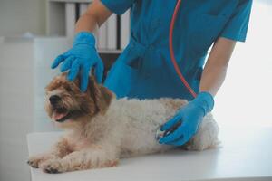 Closeup shot of veterinarian hands checking dog by stethoscope in vet clinic photo