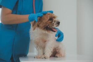 Closeup shot of veterinarian hands checking dog by stethoscope in vet clinic photo