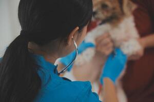 Closeup shot of veterinarian hands checking dog by stethoscope in vet clinic photo