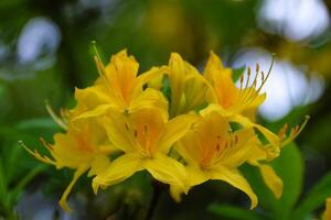 rododendro planta florecer, amarillo flores primavera. foto