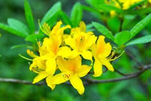 Rhododendron plant blossom, yellow flowers. Springtime with lush background. photo