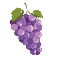 Black grapes isolated on white background. illustration in a flat style. Ripe purple berries for red wine. Emblem for winery, menu, juice vector