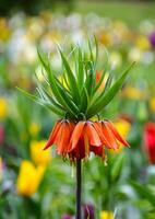 This is a close up view of the Crown Imperial Lily bloom. photo