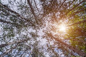 With a view from the bottom of the tree canopy, a photograph showcases the peaceful and calming atmosphere of a forest, inviting viewers to immerse themselves in nature. photo