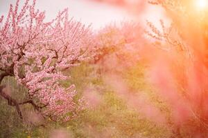 A peach blooms in the spring garden. Beautiful bright pale pink background. A flowering tree branch in selective focus. A dreamy romantic image of spring. Atmospheric natural background photo