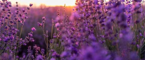 Blooming lavender in a field in Provence. Fantastic summer mood, floral sunset landscape of meadow lavender flowers. Peaceful bright and relaxing nature scenery. photo