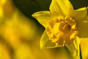 A bunch of yellow flowers with a blurry background. The flowers are in full bloom and are the main focus of the image. photo