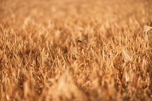 A field of tall, dry grass with a few weeds in it. Scene is somewhat desolate and barren, with the dry grass. photo