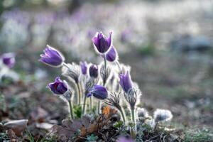 soñar-el hermosa césped pulsatilla patens floraciones en el primavera en el montañas. el dorado matiz de el ajuste Dom. atmosférico primavera antecedentes foto