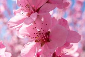 close up pink peach flower against a blue sky. The flower is the main focus of the image, and it is in full bloom. photo