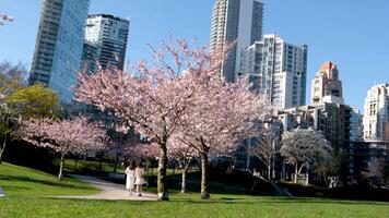 David Lam Park spring in big city cherry blossoms skyscrapers strolling pedestrians Pacific Ocean ships all this in several videos that can make good movie geese cyclists families women and men