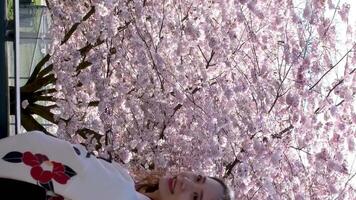 cereja ramo com flores dentro Primavera florescer. uma lindo japonês árvore ramo com cereja flores. uma zumbido abelha é desfrutando a adorável Rosa cenário. branco. Primavera flores cereja. sakura. fundo. video