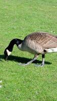 baby goslings eating in green grass followed by adult Canada goose. Canada geese can establish breeding colonies in urban and cultivated areas, which provide food and few natural predators video