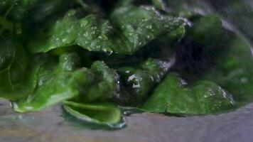 Nahansicht von Romaine Grüner Salat. Makro Schießen von Salat Blätter mit Wasser Tropfen. isoliert auf schwarz Hintergrund. video