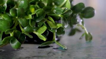 Close-up of microgreens grown from sunflower seeds on a home windowsill.Spraying the sprouts with water from the spray gun.The concept of healthy eating,vegan concept.Home gardening.Slow motion. video