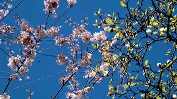 braam station mooi bomen bloeien in voorjaar in april in de buurt wolkenkrabbers en skytrain station magnolia kers bloesem Japans sakura wit rood bloemen verzwelgen blauw lucht zonder wolken downtown visie video