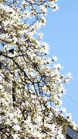 Magnolia Burrard in Vancouver Station cherry blossoms camera shoots against backdrop of skyscraper and blue sky buds of beautiful snow-white tree blossomed curved branches background for ad text video