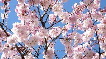 lent mouvement fermer de épanouissement Sakura fleurs dans printemps video