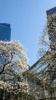 épanouissement Cerise et magnolia des arbres grattes ciels bleu ciel sans pour autant des nuages magnifique branches décoré avec fleurs dans gros ville de Vancouver dans Canada burrard station propreté fraîcheur printemps video