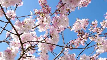 Pink spring cherry blossom, blue sky background video