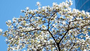 magnolia Burrard en Vancouver estación Cereza flores cámara dispara en contra fondo de rascacielos y azul cielo brotes de hermosa blanco como la nieve árbol floreció curvo ramas antecedentes para anuncio texto video