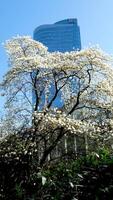 Magnolia Burrard in Vancouver Station cherry blossoms camera shoots against backdrop of skyscraper and blue sky buds of beautiful snow-white tree blossomed curved branches background for ad text video